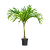 veitchia palm