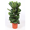Ficus Lyrata