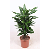 Dracaena Janet Lind