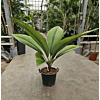 Johannesteijsmannia jasmaniana
