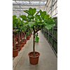 Ficus lyrata
