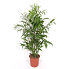 Chamaedorea Seifrizii