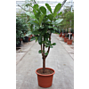 Ficus lyrata stam vertakt