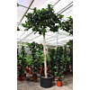 Ficus lyrata