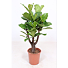 Ficus Lyrata