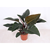 Philodendron Congo Red