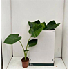 Alocasia macrorrhizos (Reuzenolifantsoor)