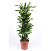 Dracaena Golden Coast