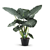 grote alocasia