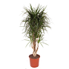 Dracaena marginata