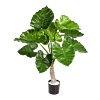 Alocasia Calidora
