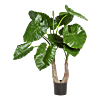 Alocasia Calidora