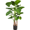 Alocasia Calidora