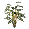 Alocasia