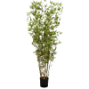 Oosterse Bamboe