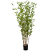 Oosterse Bamboe