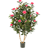 Camelia Japonica