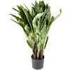 Calathea