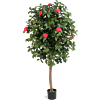 Camelia