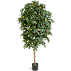 Citrus Mandarijn