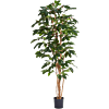 Koffieplant (Coffea Arabica)