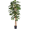 Koffieplant (Coffea Arabica)