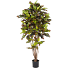 Croton Excellent