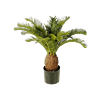 Cycas