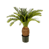 Cycas