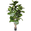 Ficus Lyrata