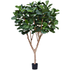 Vioolbladplant (Ficus Lyrata)