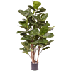 Ficus Lyrata