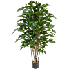 Ficus Benjamina Exotica