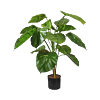Scindapsus Aureum