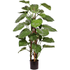 Epipremnum (Pothos)
