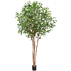 Beuk (Fagus Sylvatica)