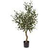 Europese Olijf (Olea Europaea)