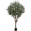 Europese Olijf (Olea Europaea)