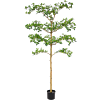Bucida Buceras