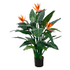 Strelitzia Nicolai