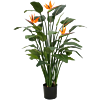 Strelitzia Nicolai