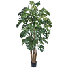 Monstera Deliciosa