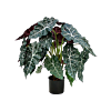 Alocasia Polly