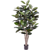 Rubberplant (Ficus Elastica Robusta)