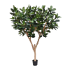 Rubberplant (Ficus Elastica Robusta)