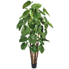 Alocasia Calidora