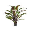 Calathea Rufibarba
