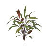 Calathea Rood