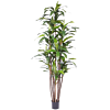 Dracaena Fragrans
