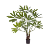 Philodendron